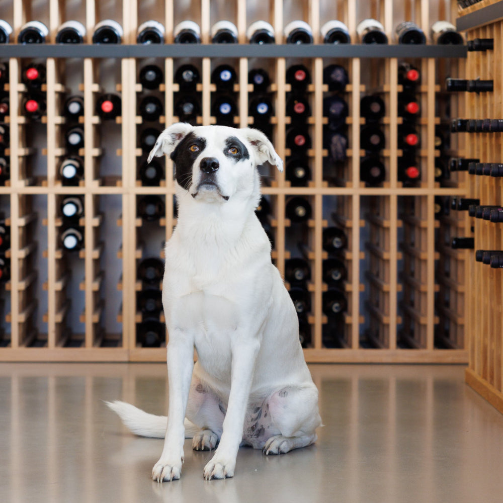 Pickle the dog at Perry's Palm Springs